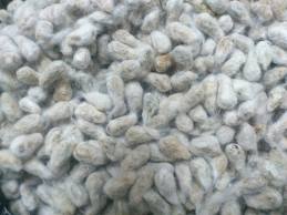 Manufacturers Exporters and Wholesale Suppliers of Cotton Seed Burhanpur Madhya Pradesh